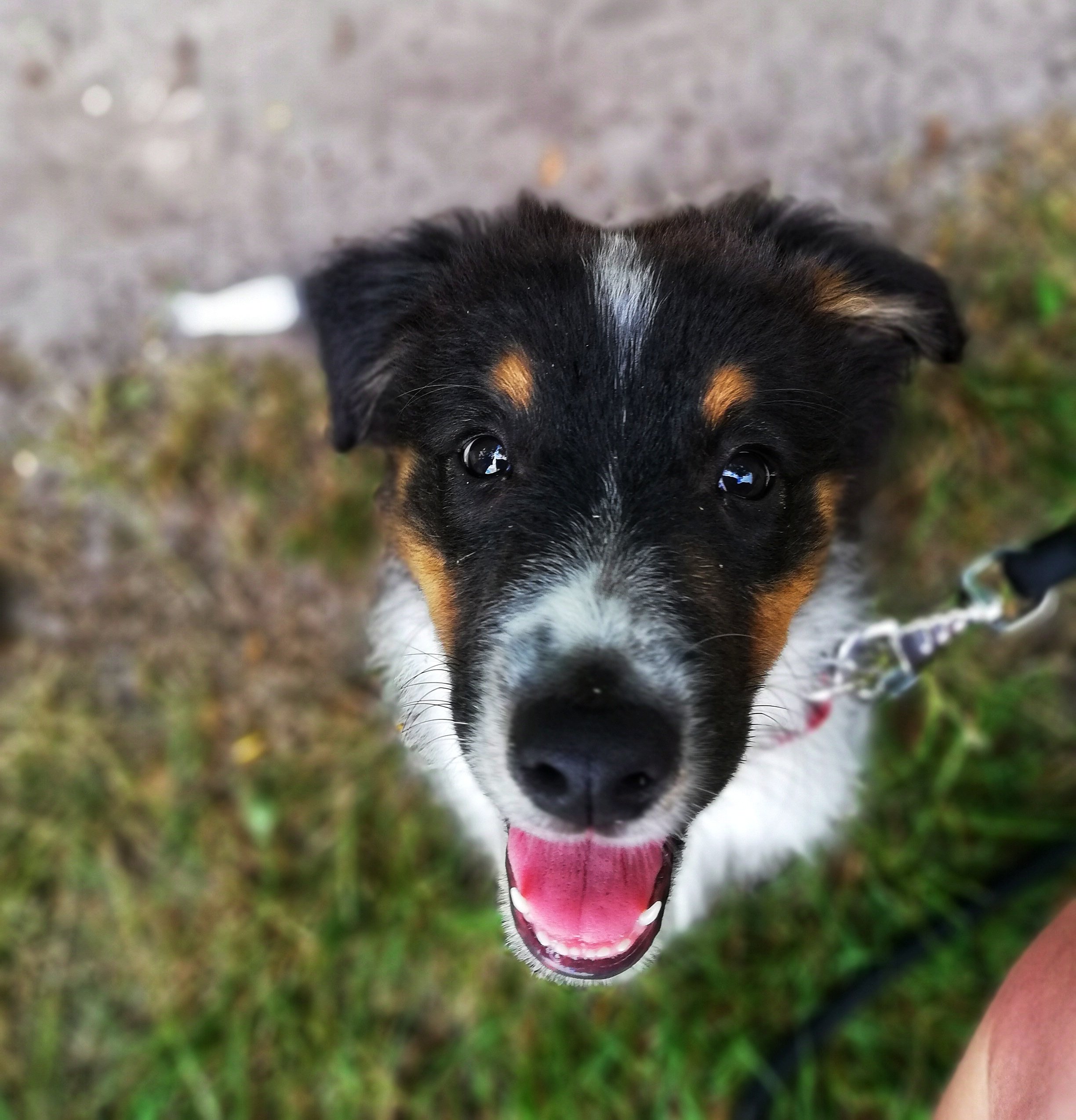 Mick, Australian Shepherd, puppy, puppy love, Hond, hond opvoeden, Puppytraining,