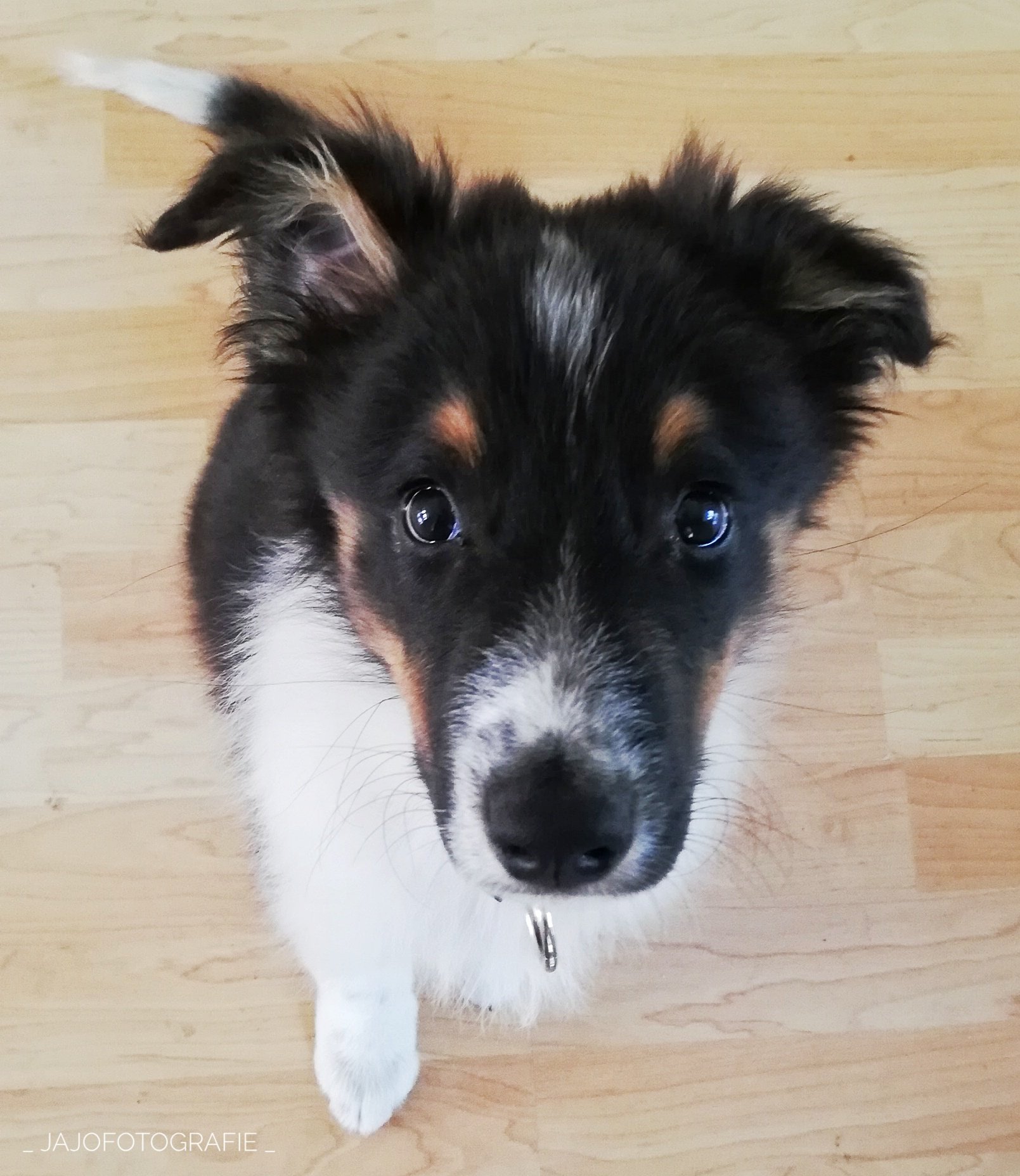 Australian Shepherd, Australische herder, puppy, hond, dog, Puppytraining, hondentrainen, honden oor,