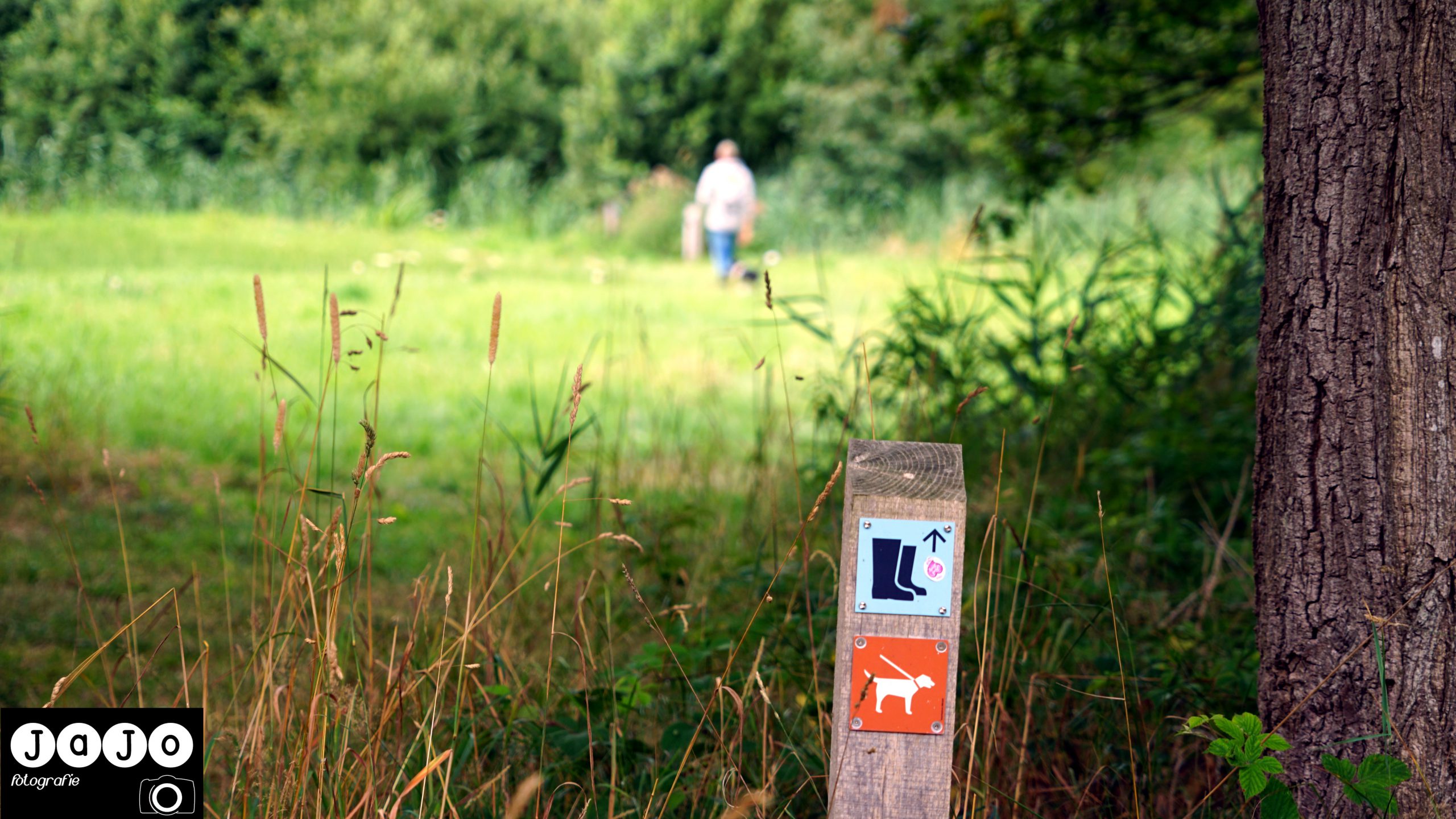 Puppy, Wandelen, Laarzenpad, Staatsbosbeheer, Drenthe, Norg, Natuur, Landschap, Vlinder, Flora en Fauna.