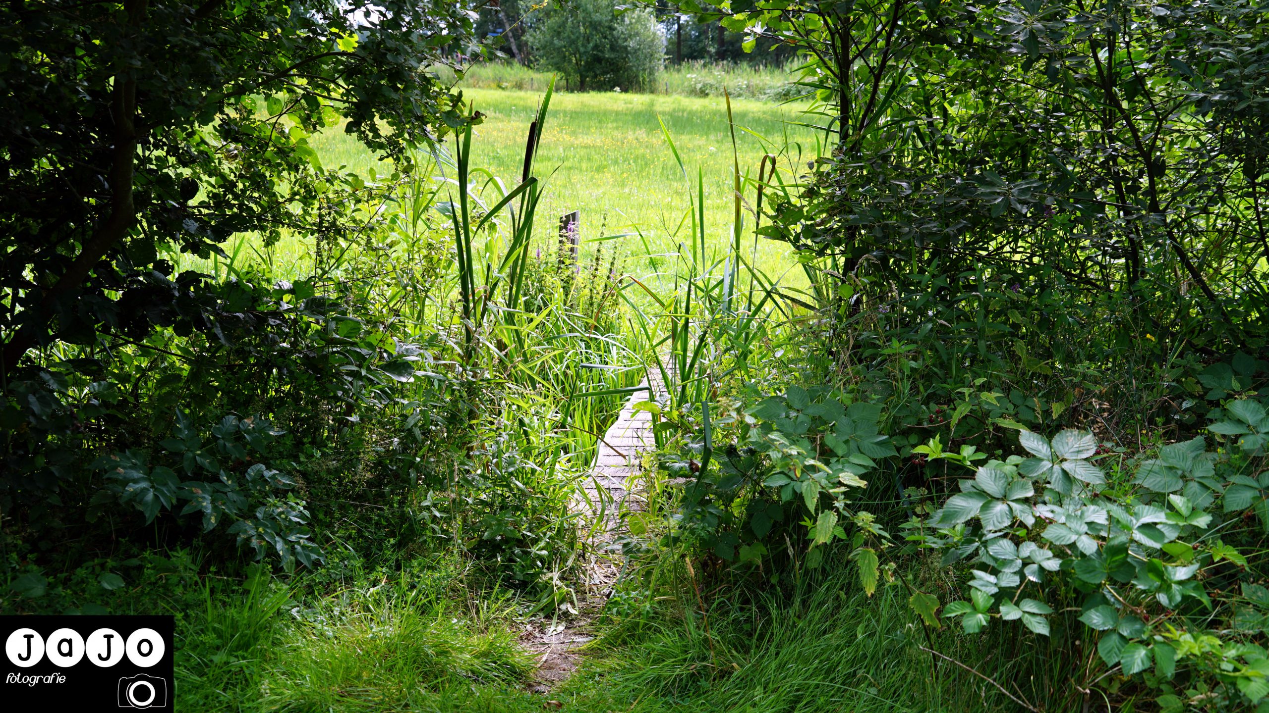 Het mini bruggetje. Puppy, Wandelen, Laarzenpad, Staatsbosbeheer, Drenthe, Norg, Natuur, Landschap, Vlinder, Flora en Fauna.