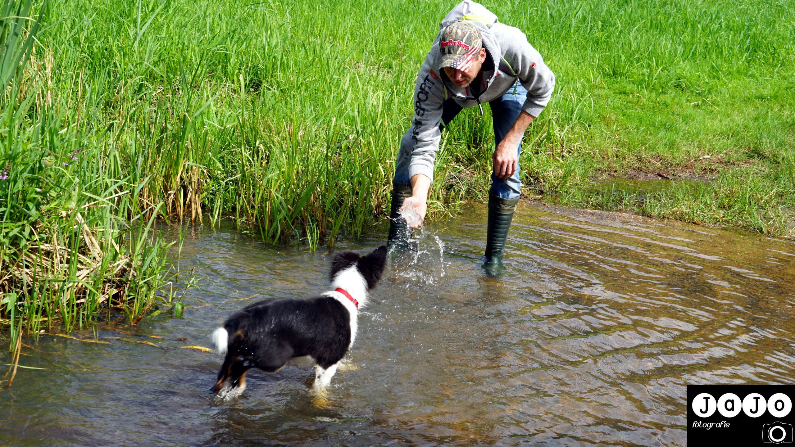 watergewenning voor Mick. Hij ''duikt'' er uiteindelijk zo in. Puppy, Wandelen, Laarzenpad, Staatsbosbeheer, Drenthe, Norg, Natuur, Landschap, Vlinder, Flora en Fauna.