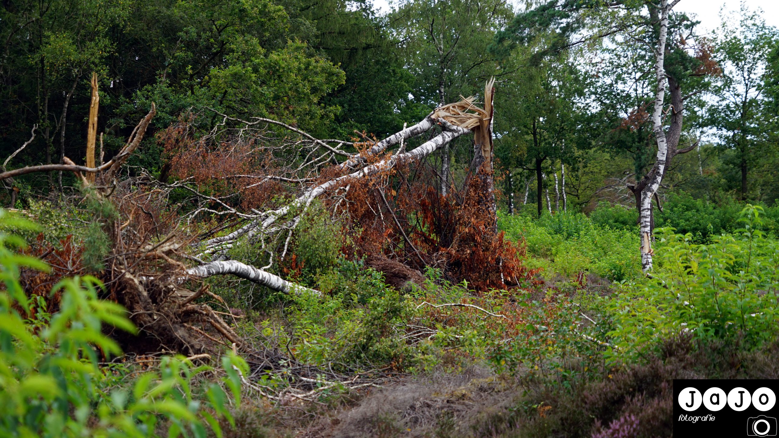 Stormschade in de bossen bij  norg. Puppy, Wandelen, Laarzenpad, Staatsbosbeheer, Drenthe, Norg, Natuur, Landschap, Vlinder, Flora en Fauna.