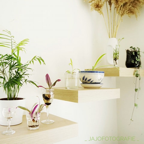 Stek je plant, Stekjes, Vaderplant, Graslelie, Planten in huis, interieur, fotografie, 