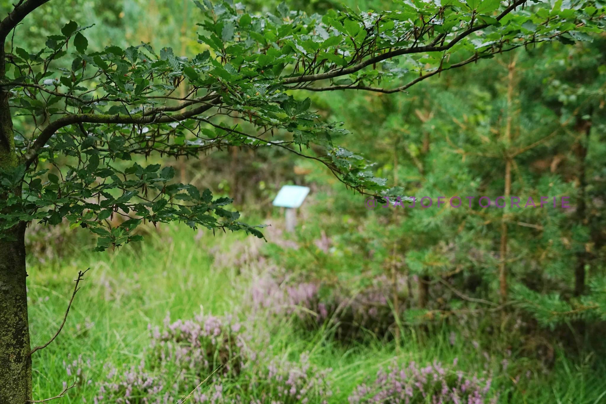 Bos van de toekomst, Esmeer tussen Veenhuizen en Huis ter heide in de kop van Drenthe. Op de foto staat een bordje bij een boom met een persoonlijke tekst.