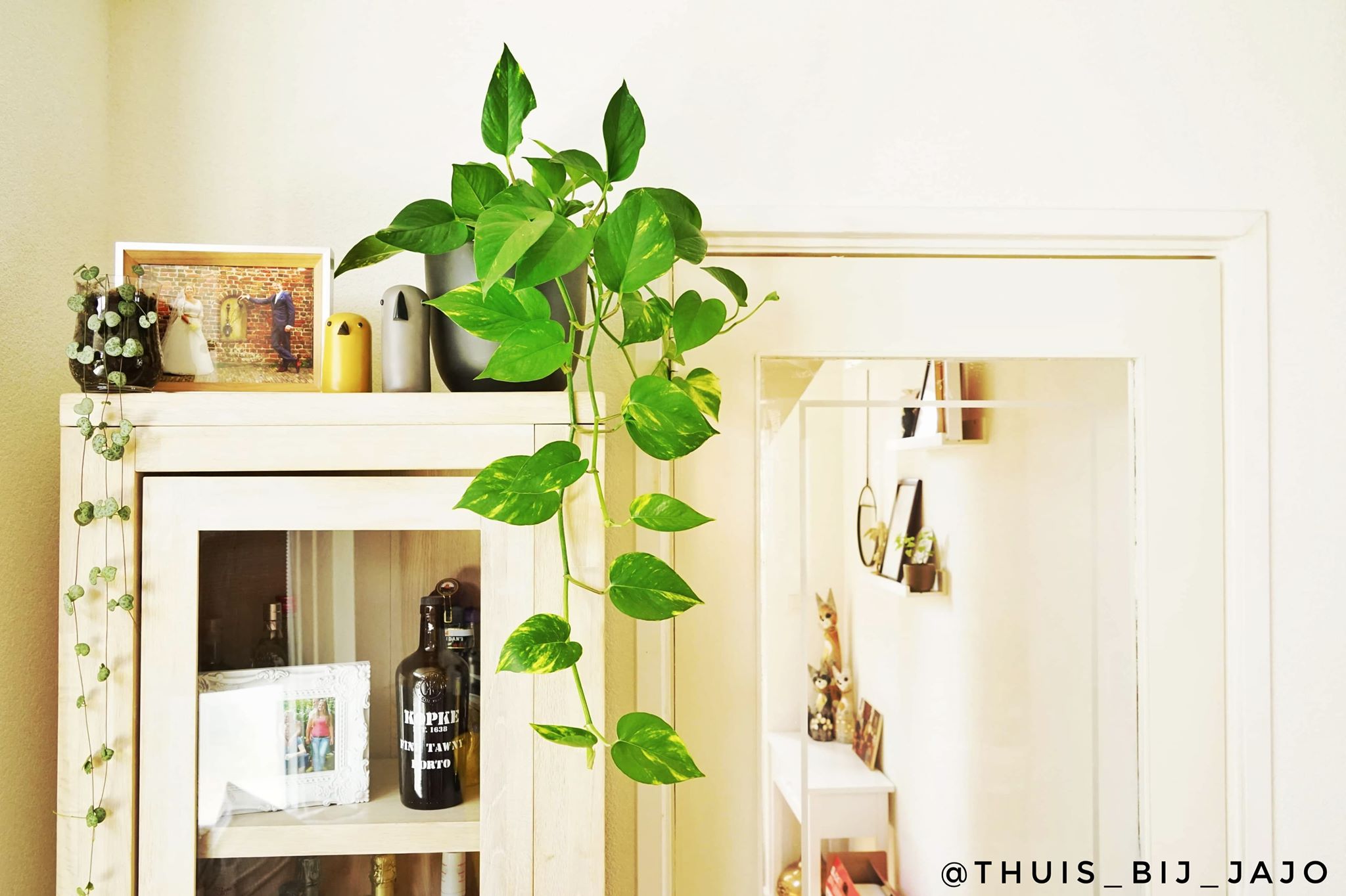 Scindapsus groeit rustig verder.. Chinese lantaarn, vt-wonen, eigenhuis en tuin, binnenkijken bij JaJo, Thuis_bij_jajo, Instagram, binnenkijker, wonenenCO. 