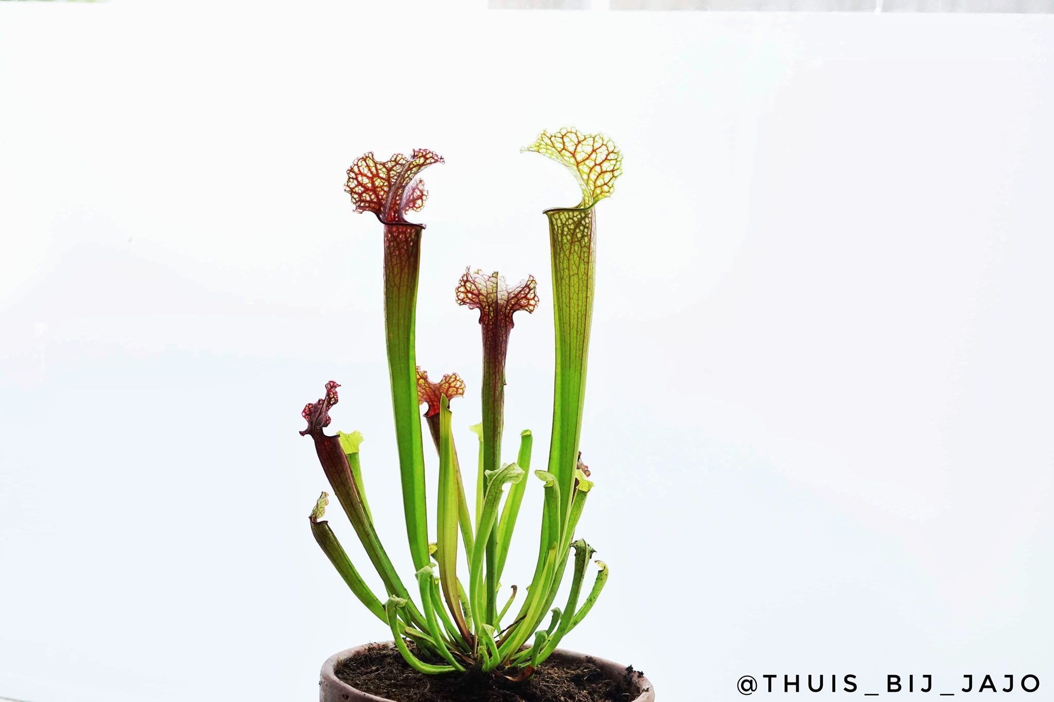 sarracentia Judith hindle, helpt om de vliegjes uit huis te houden. Viegeneter, fruitvliegjes, plant, planten in huis, stek je plant, stekjes, thuis bij jajo, Thuis_bij_jajo