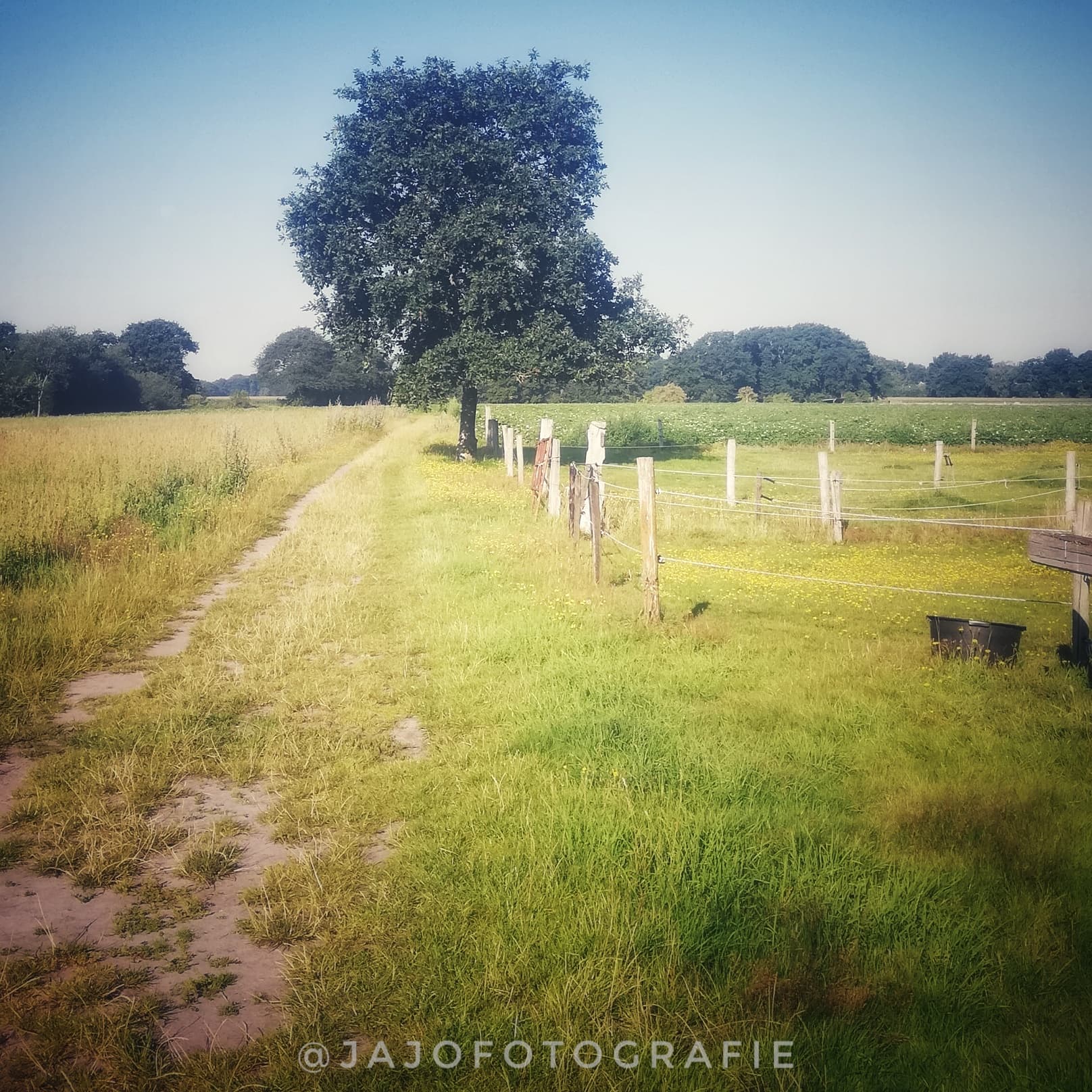 wandelen langs de boom op de es, lekker even in de natuur zijn doet soms ook zo goed. 
